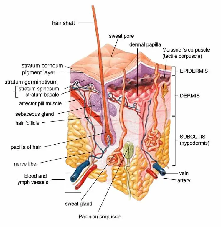 hyperpigmentation treatment - our skin's structure